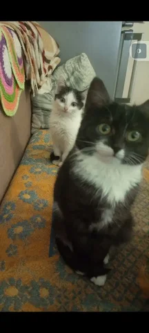 В добрые руки, даром - Аквариумы и аксессуары в Чебоксары