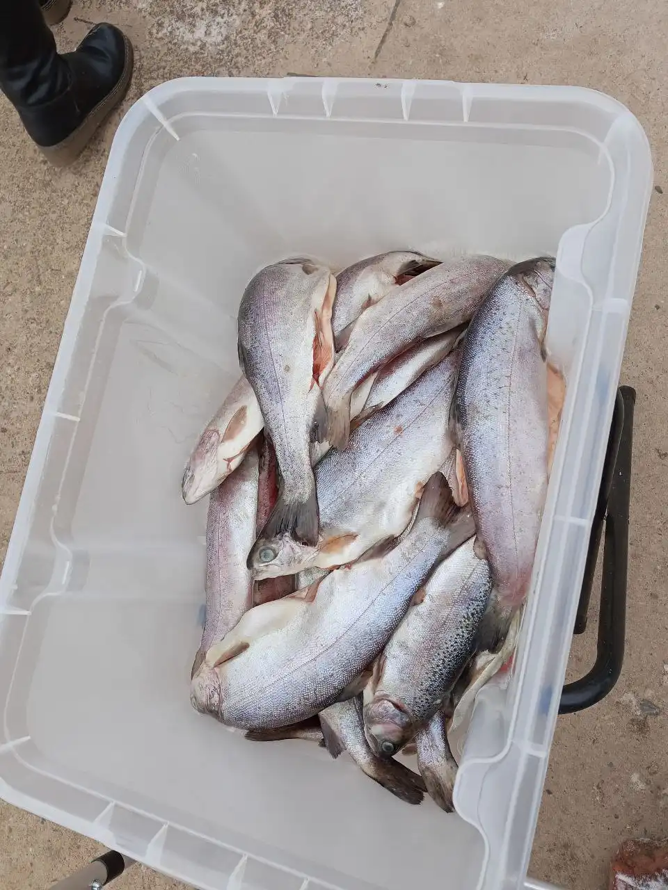 Продажа свежемороженой и слабосоленой форели - Барахолка в Чебоксары