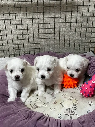 Мальтийские болонки - Аквариумные рыбки в Чебоксары