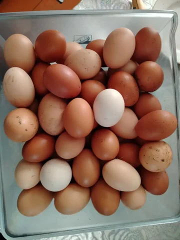 Продам домашние деревенские яйца - Паллеты в Чебоксары