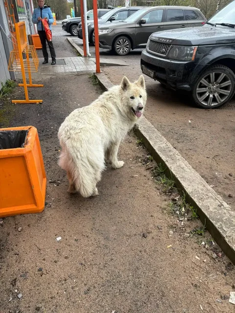 Пропала собака породы Белая Швейцарская Овчарка - частное объявление в Сернур