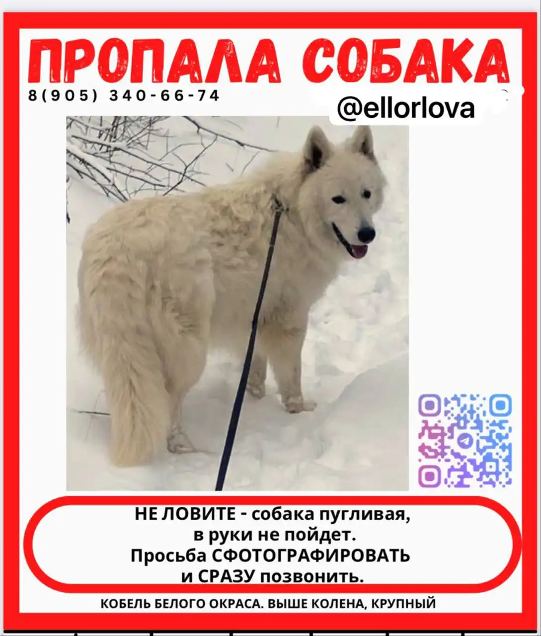 Пропала собака породы Белая Швейцарская Овчарка - Потерянные/найденные животные (Животные) в Сернур