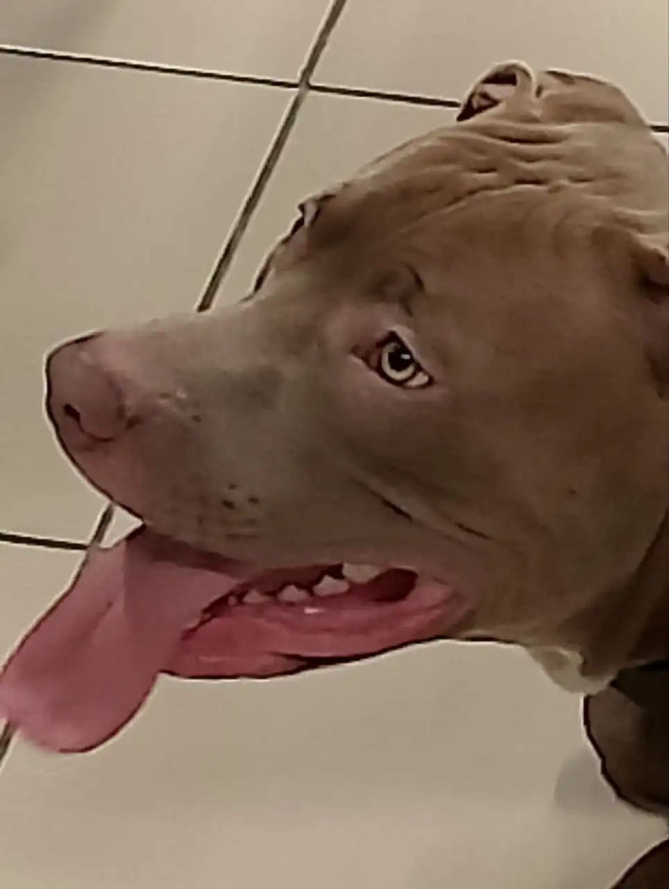 Потеряшка мальчик ищет хозяина - Барахолка в Чебоксары