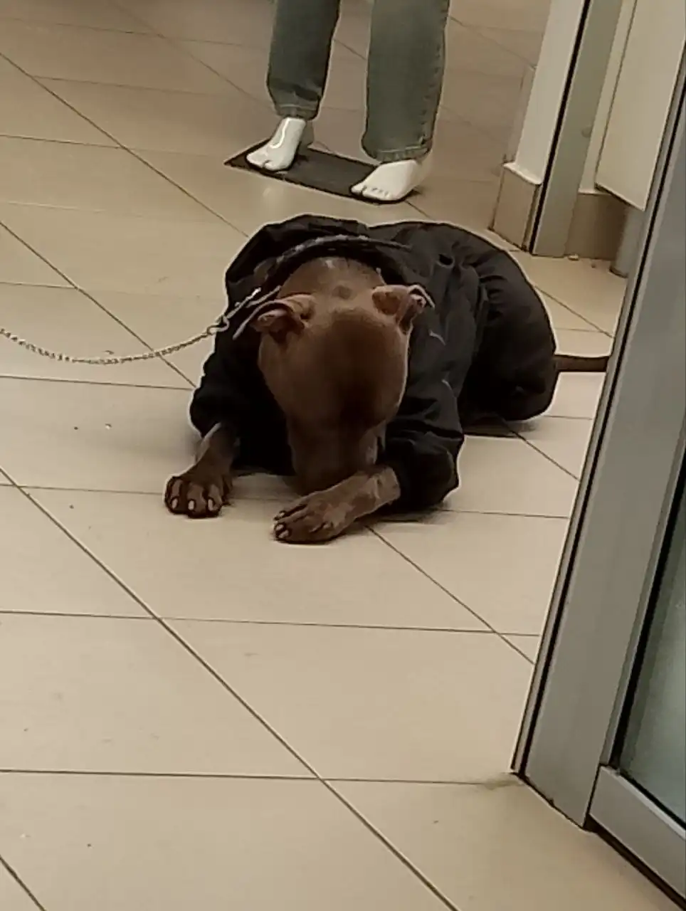 Потеряшка мальчик ищет хозяина - Барахолка в Чебоксары