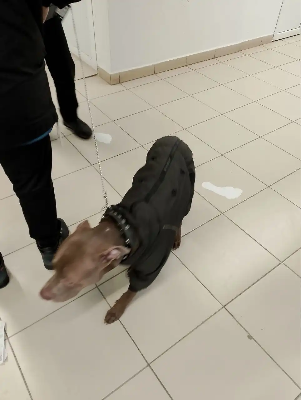 Потеряшка мальчик ищет хозяина - Барахолка в Чебоксары