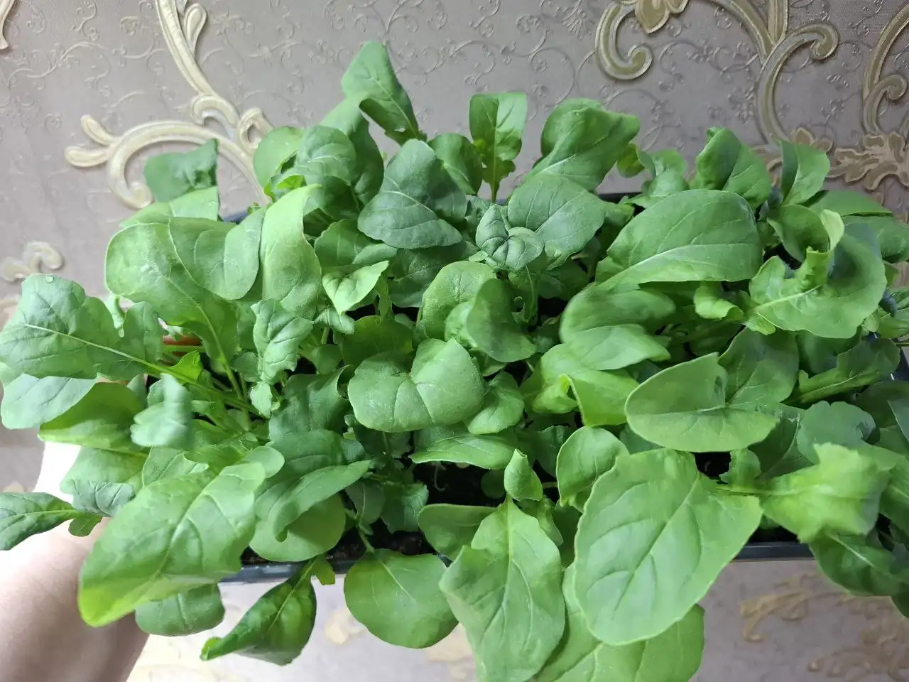 Продажа растений и рассады в Чебоксарах - Растения (Барахолка) в Чебоксары