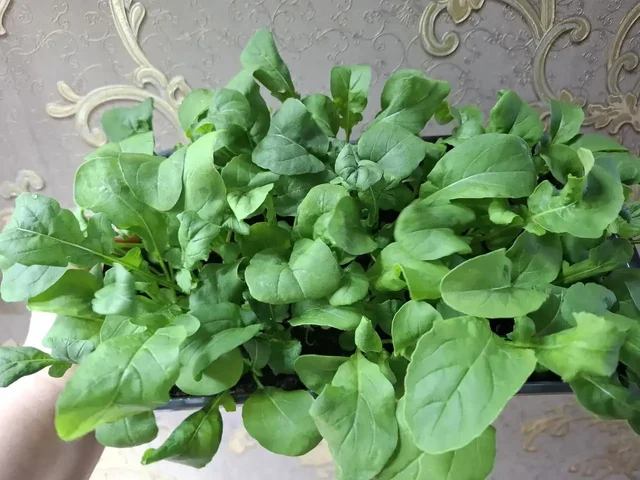 Продажа растений и рассады в Чебоксарах - Интерьер в Чебоксары