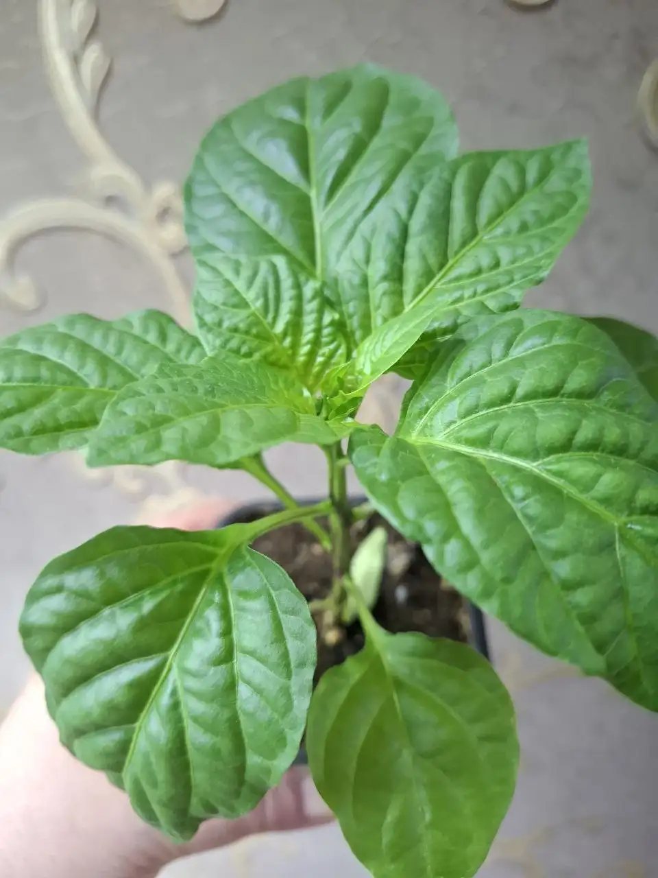 Продажа растений и рассады в Чебоксарах - Растения (Барахолка) в Чебоксары