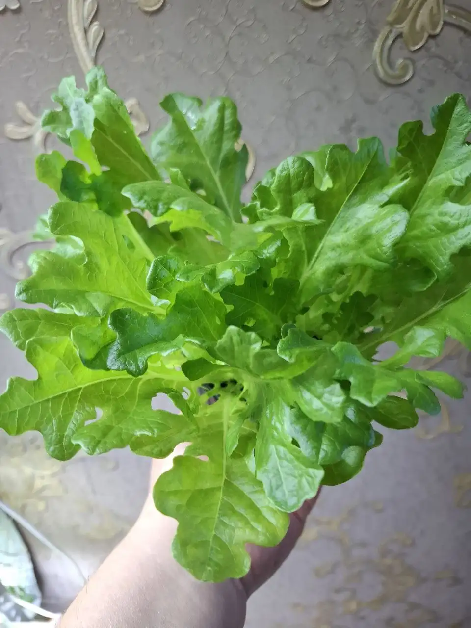 Продажа растений и рассады в Чебоксарах - Растения (Барахолка) в Чебоксары