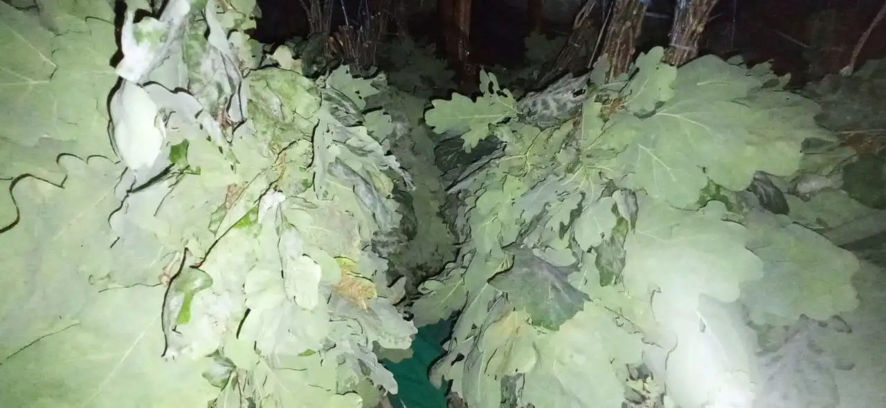 Дубовые веники для бани и сауны - Барахолка в Чебоксары