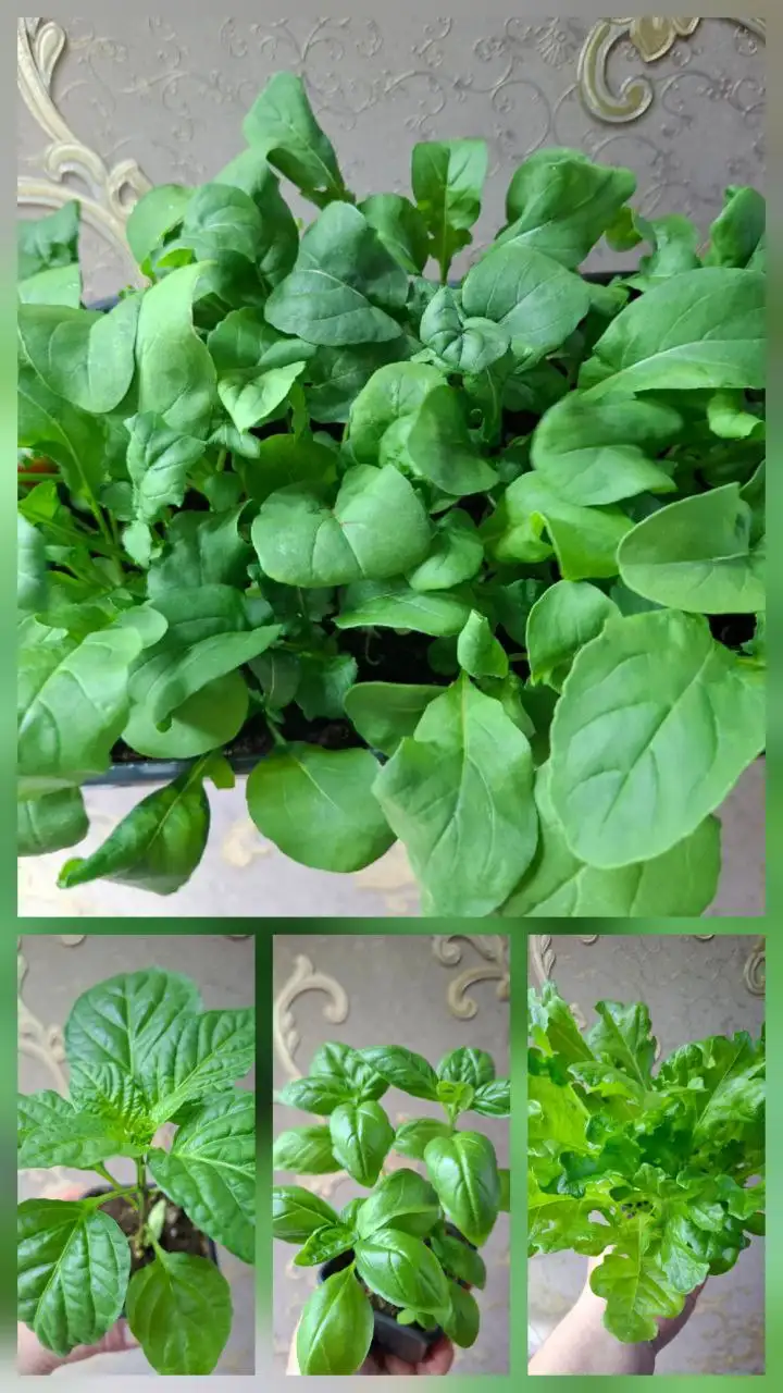 Продажа растений и рассады - Растения (Барахолка) в Чебоксары