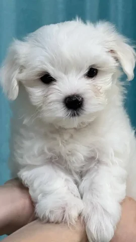 Щенки мальтийской болонки (девочки) с документами - Аквариумные рыбки в Чебоксары