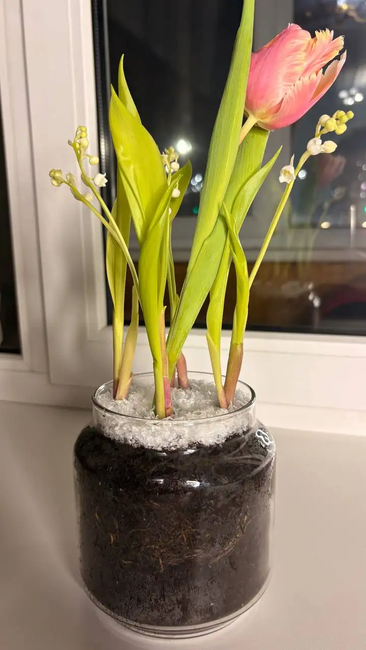 Живая композиция с тюльпаном и ландышами в Чебоксарах - Цветы и растения (Хобби и отдых) в Чебоксары