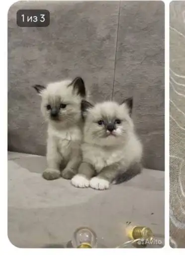 Поиск котенка в Чебоксарах - Кошки (Животные) в Чебоксары