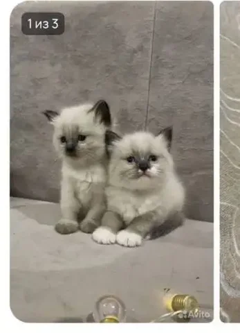 Поиск котенка в Чебоксарах - Аквариумные рыбки в Чебоксары