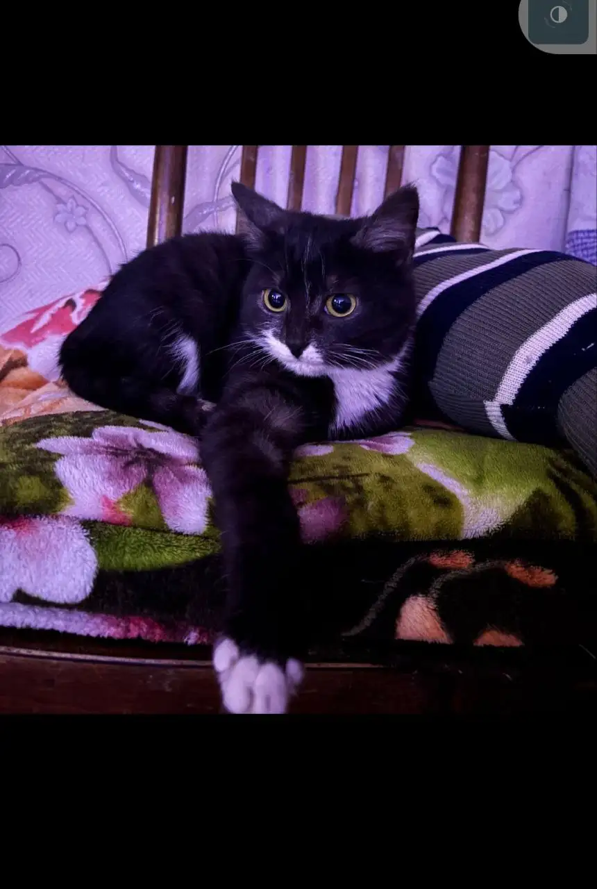 Отдам в добрые руки - Барахолка в Чебоксары