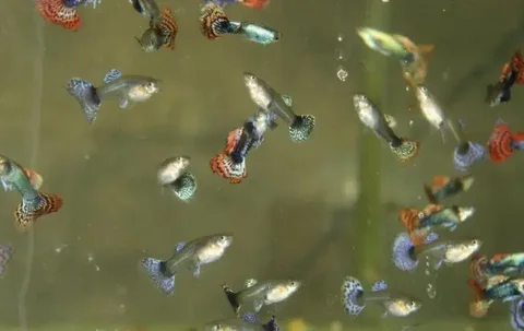 Распродажа рыбок гуппи - частное объявление в Чебоксары