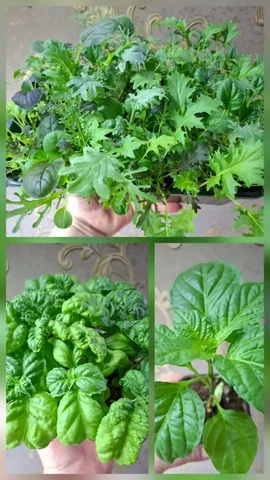 Продажа салатной смеси, базилика и рассады перцев - Джостики в Чебоксары