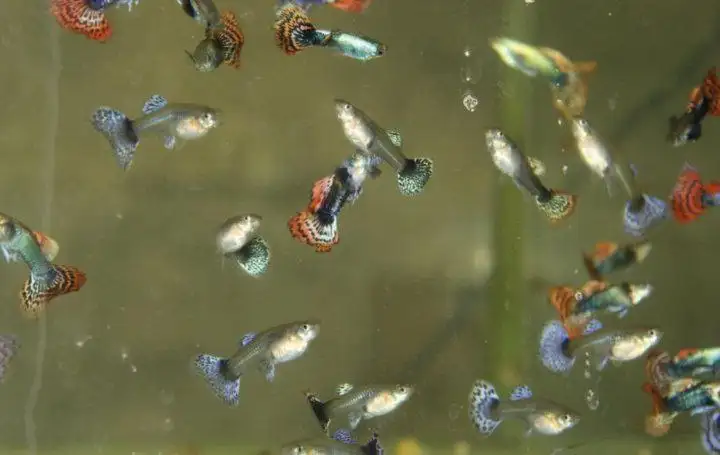 Продажа рыбок гуппи - Животные (Барахолка) в Чебоксары