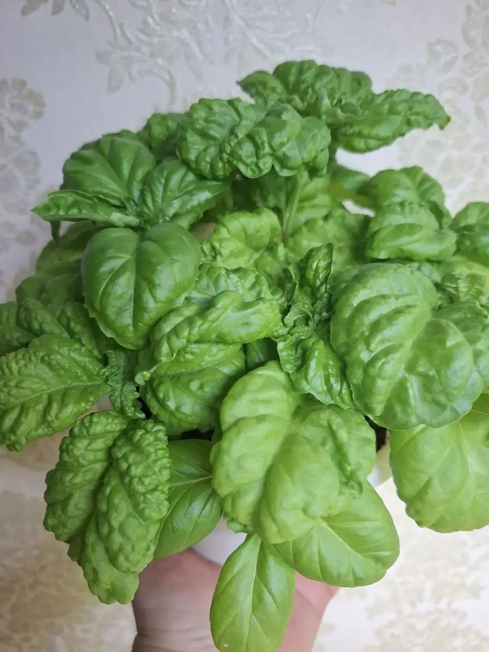 Базилик для самовывоза - Продукты питания (Барахолка) в Чебоксары