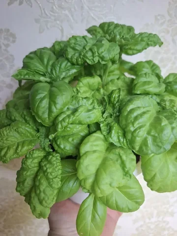 Базилик для самовывоза - Цветы и букеты в Чебоксары