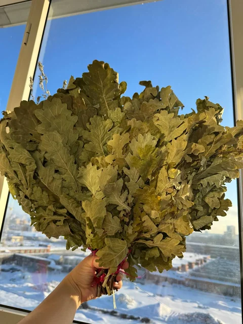 Веники для бани: дуб, береза, детские дубовые - Цветы/Растения в Чебоксары