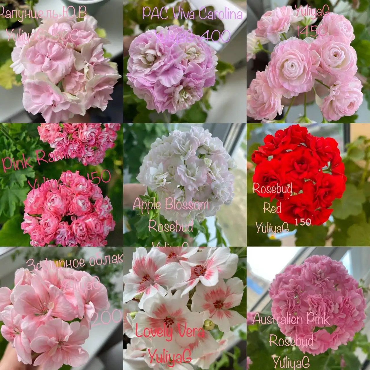 Крупные черенки сортовых пеларгоний - Растения (Хобби и отдых) в Чебоксары