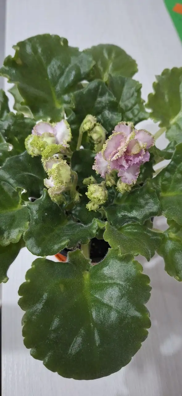 Объявление о продаже в Чебоксарах - Барахолка в Чебоксары