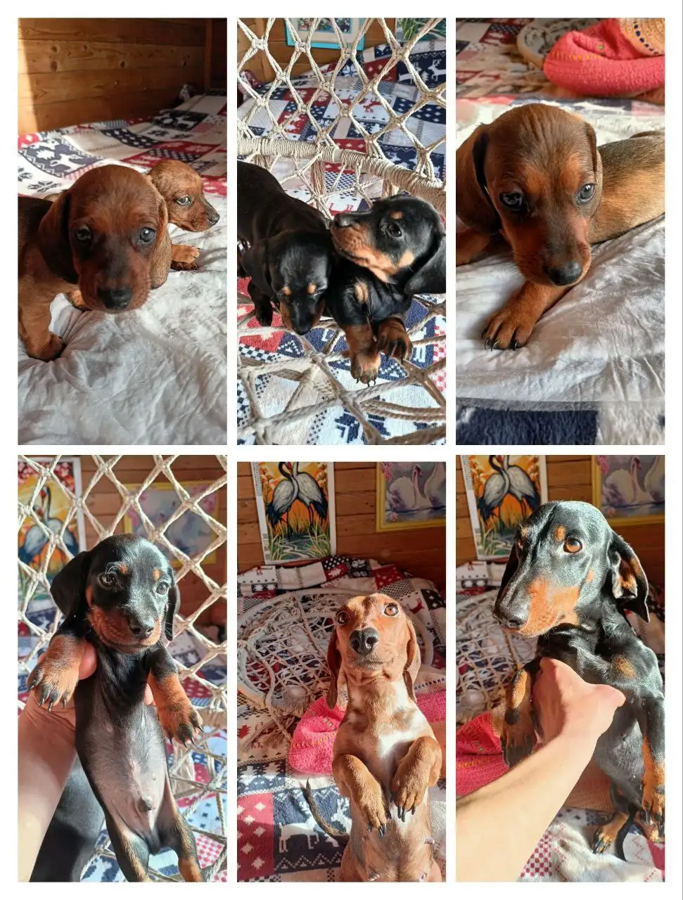 Продажа щенков таксы - Собаки (Животные) в Чебоксары