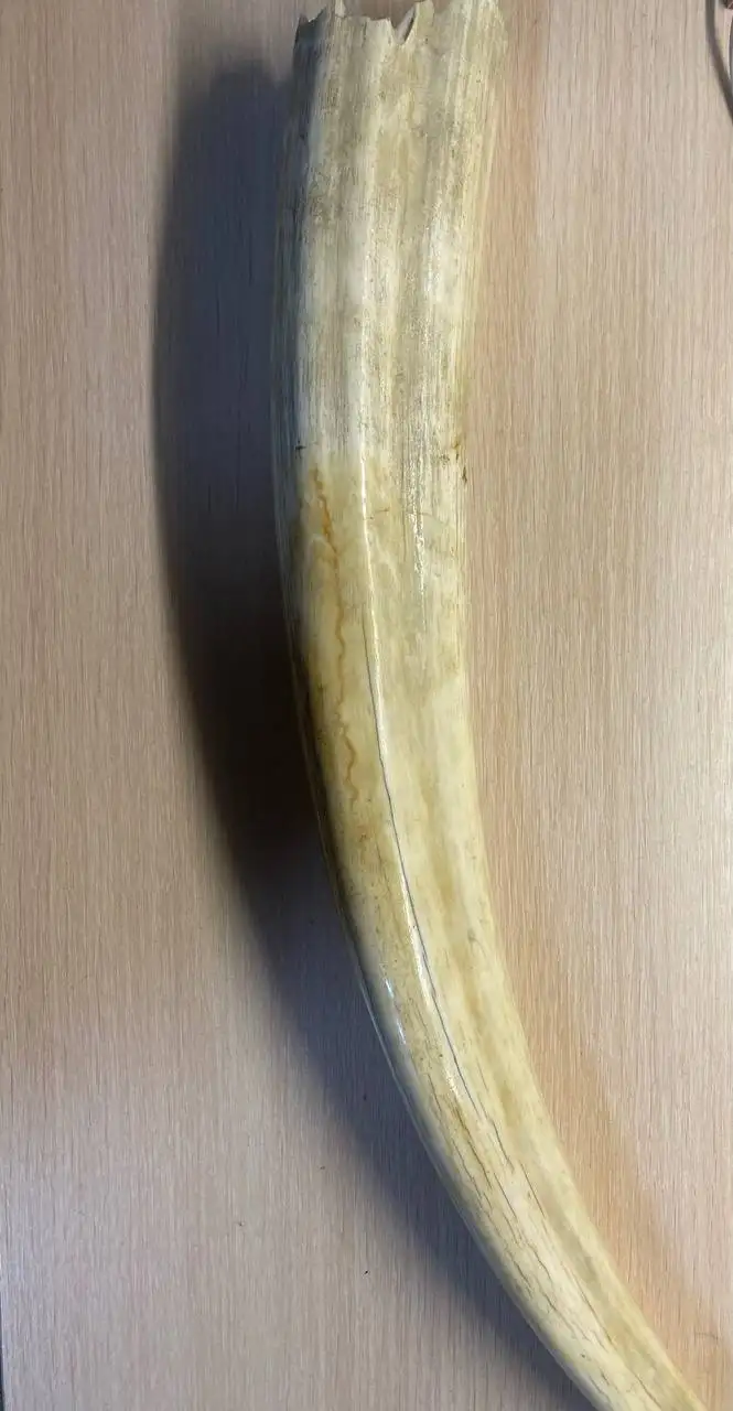 Продам бивень моржа - Барахолка в Чебоксары