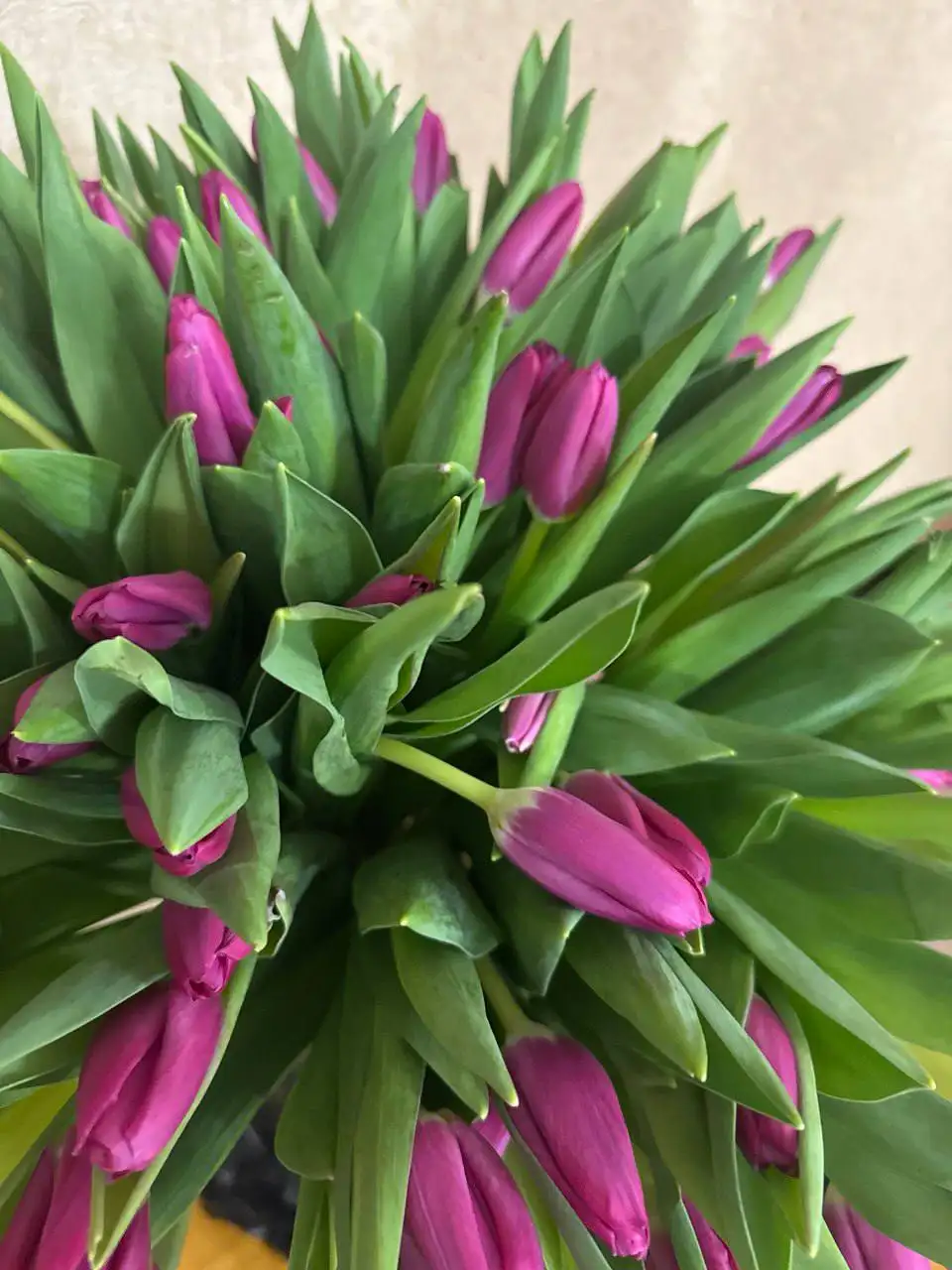 Продажа цветов оптом в Чебоксарах - Барахолка в Чебоксары