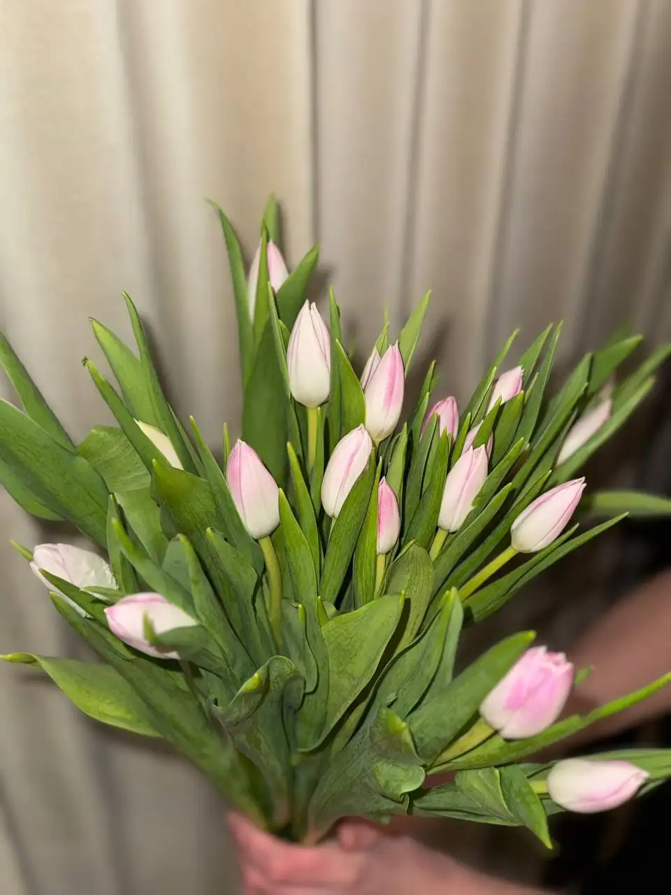 Продажа цветов оптом в Чебоксарах - Барахолка в Чебоксары