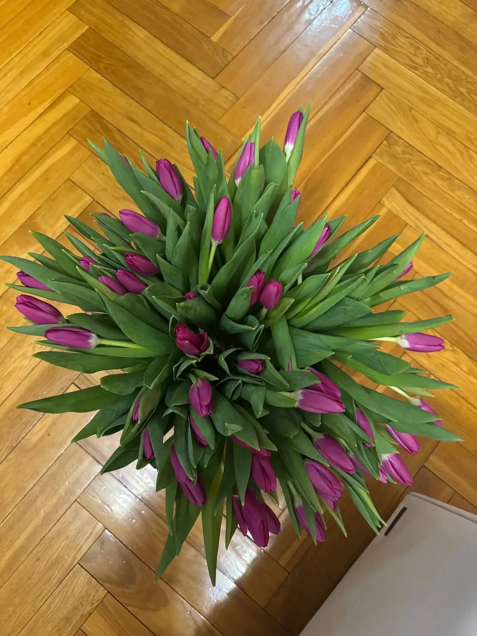 Продажа цветов оптом в Чебоксарах - Барахолка в Чебоксары