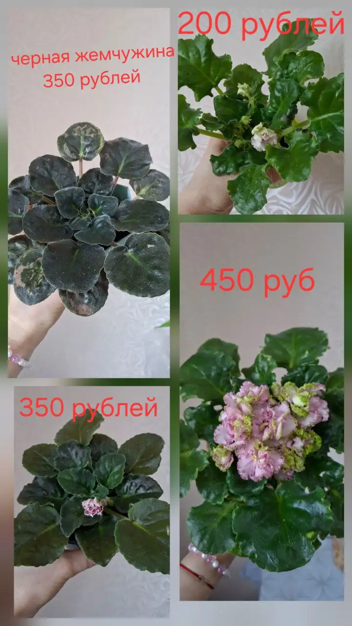 Растения Нюр солнечный ясная поляна - Растения (Барахолка) в Чебоксары