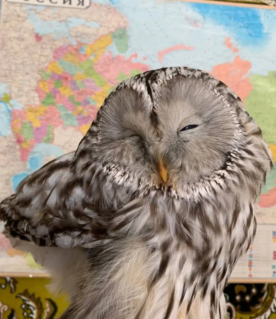 Продам на выделку - Барахолка в Чебоксары