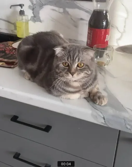 Продажа шотландского вислоухого кота - Животные в Чебоксары