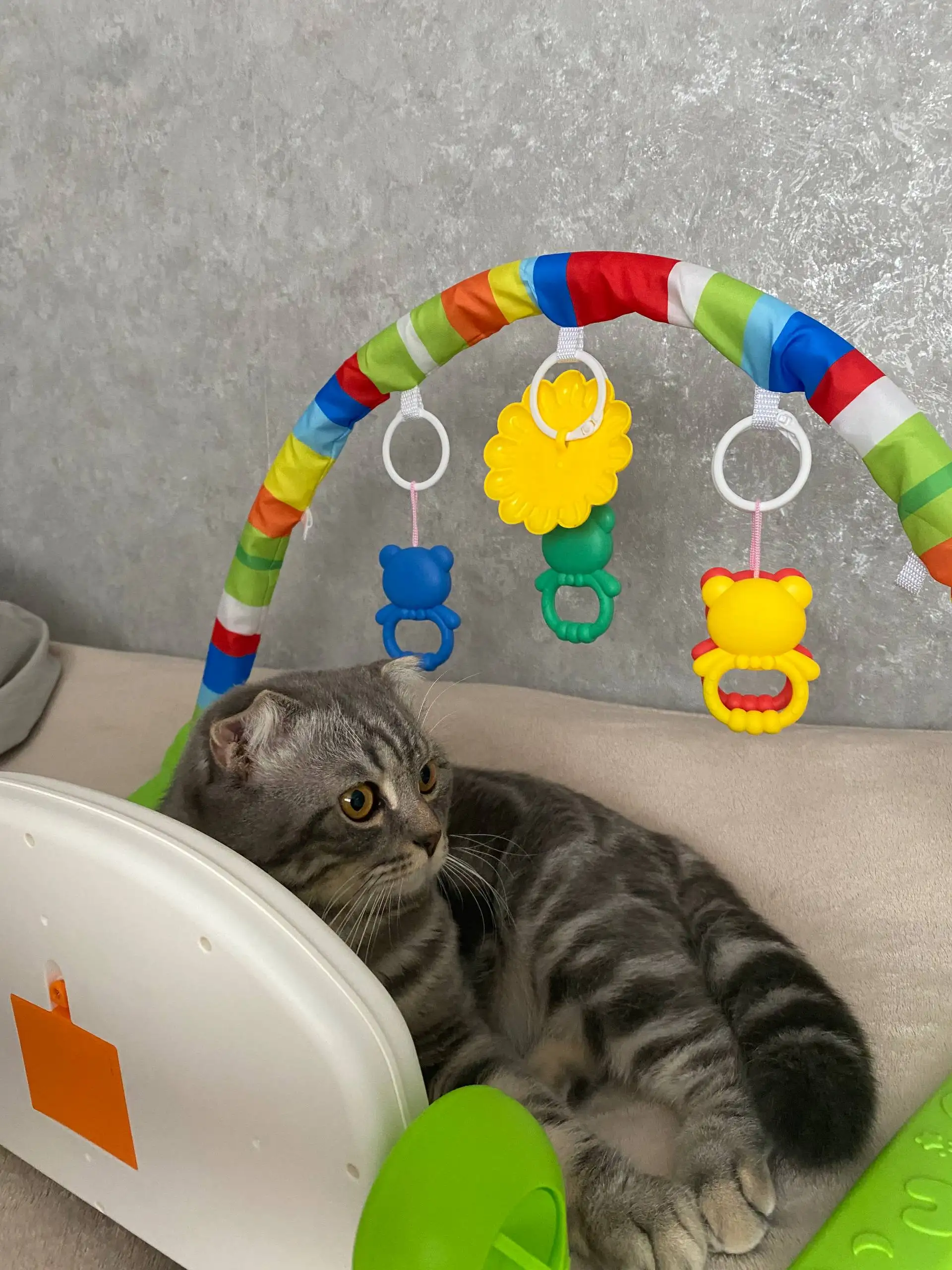 Продажа шотландского вислоухого кота - Кошки (Животные) в Чебоксары