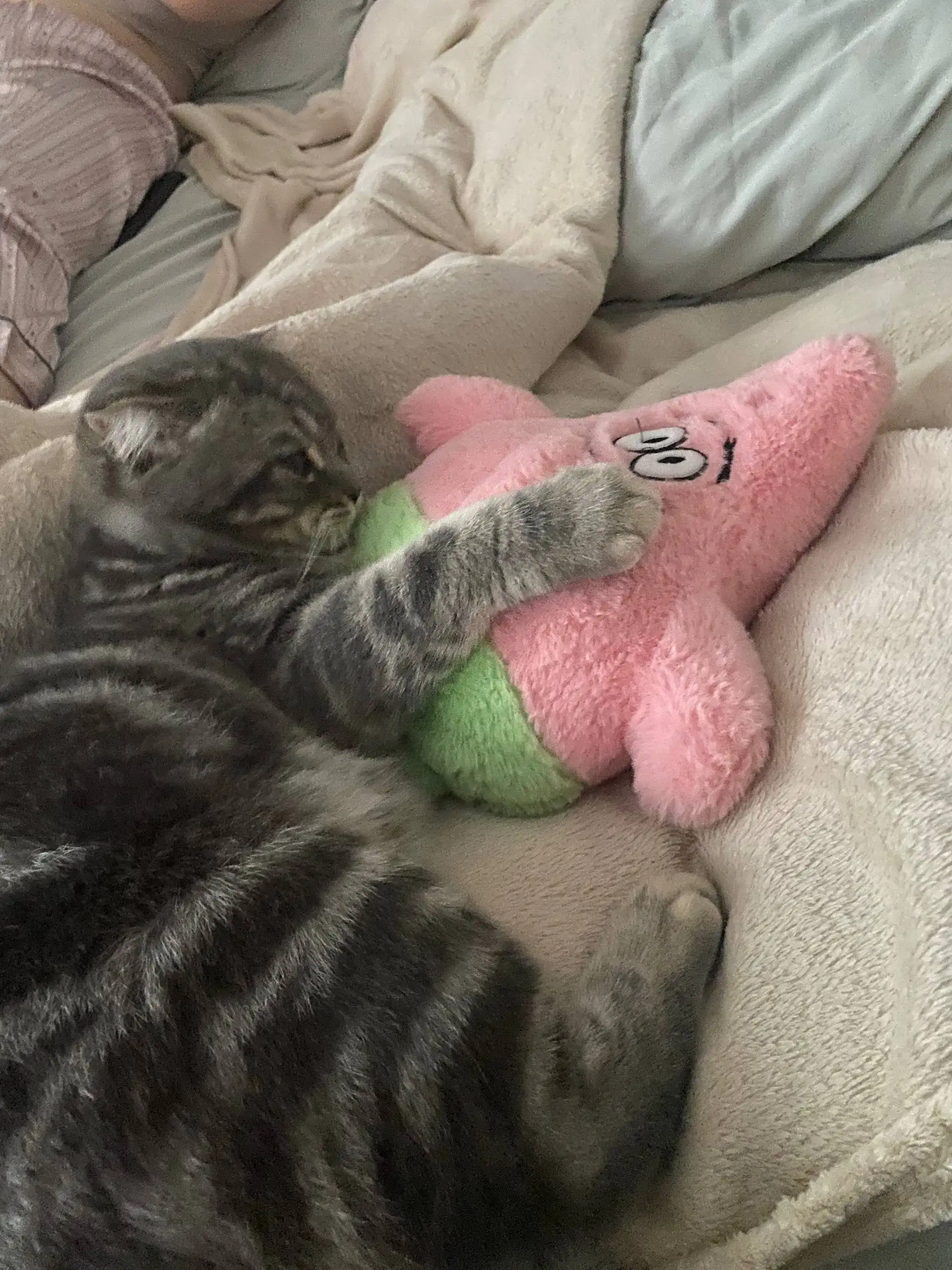 Продажа шотландского вислоухого кота - Кошки (Животные) в Чебоксары