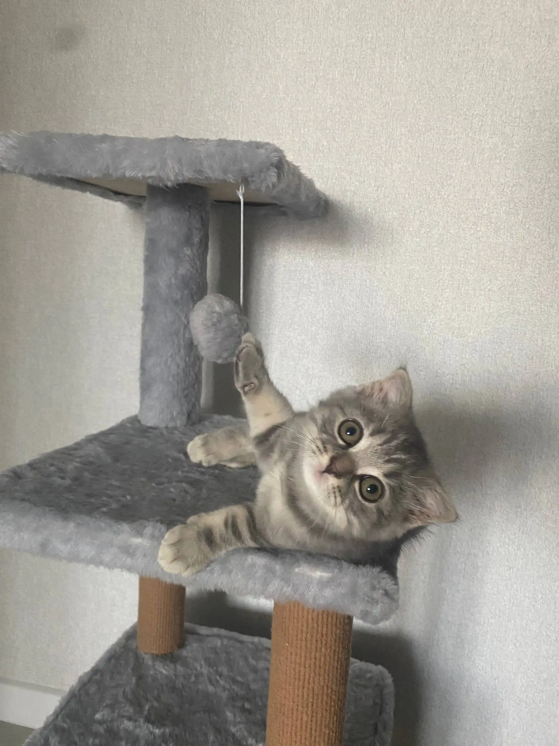 Продажа шотландского вислоухого кота - Кошки (Животные) в Чебоксары