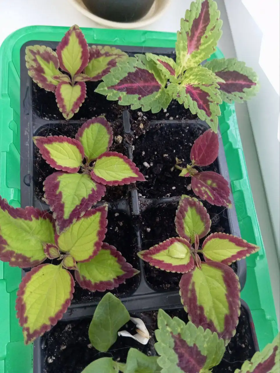 Продажа укорененных черенков колеусов - Растения (Хобби и отдых) в Чебоксары