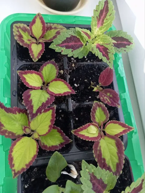 Продажа укорененных черенков колеусов - Сертификаты в Чебоксары