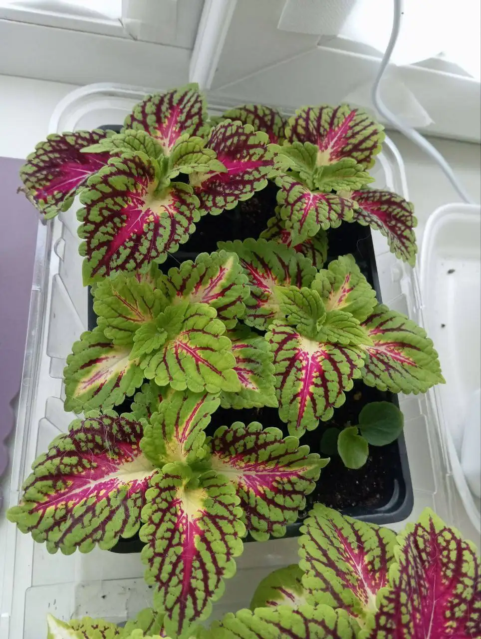 Продажа укорененных черенков колеусов - Растения (Хобби и отдых) в Чебоксары