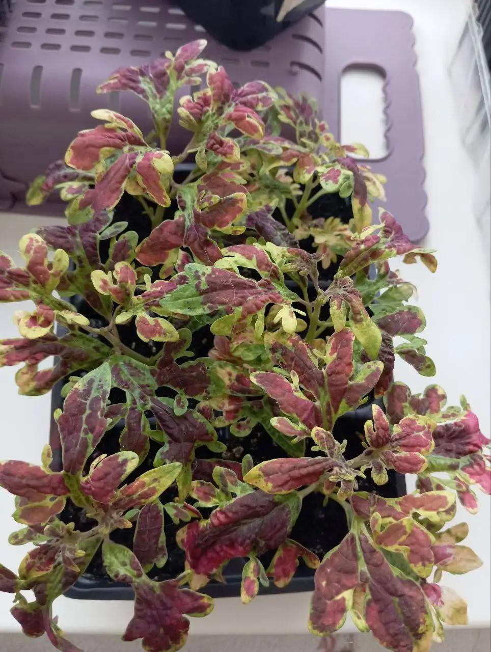 Продажа укорененных черенков колеусов - Растения (Хобби и отдых) в Чебоксары