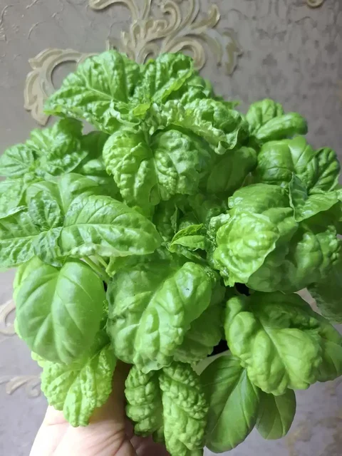 Продажа базилика зеленого и темного - Фигурки в Чебоксары