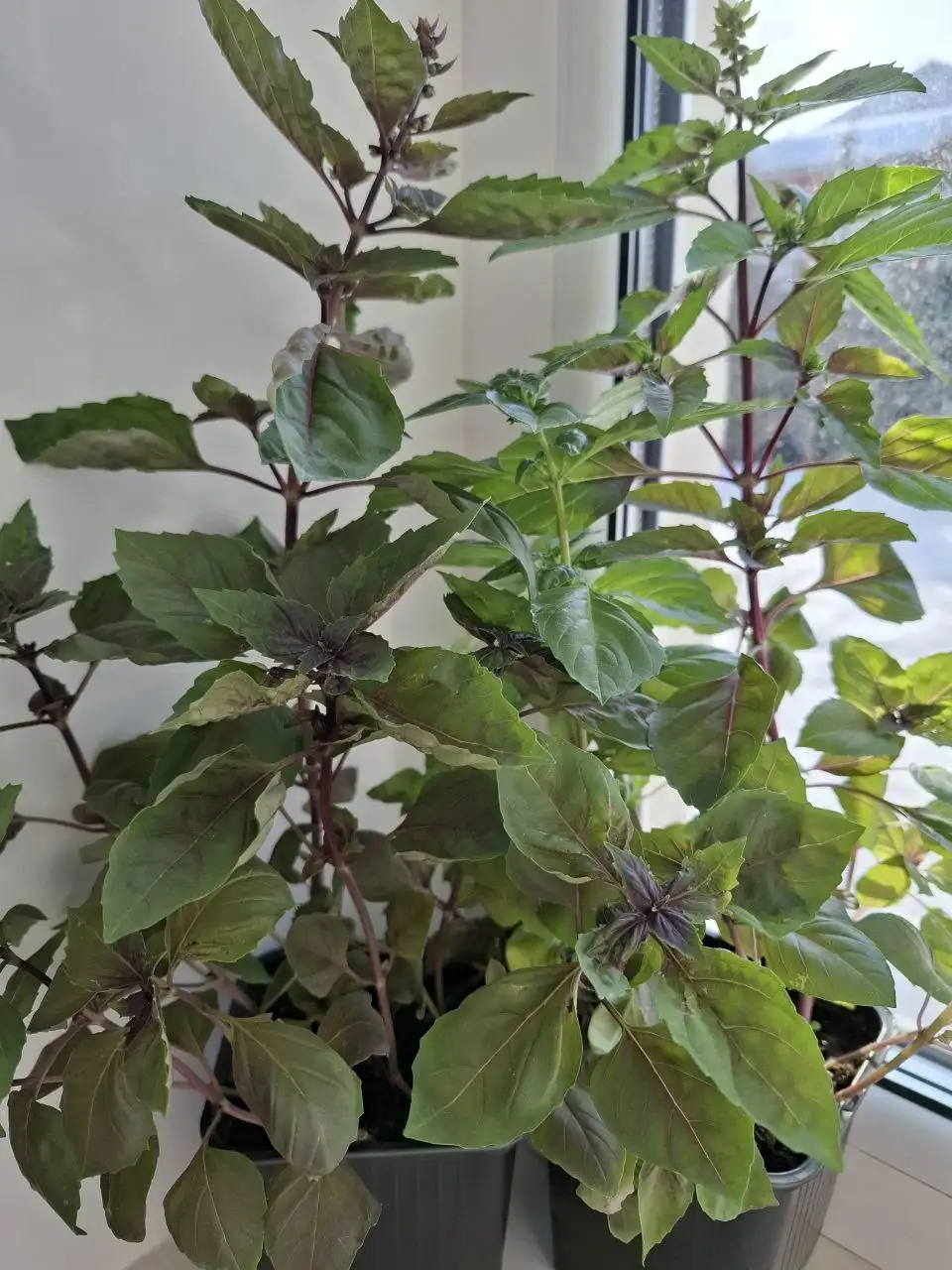 Продажа базилика зеленого и темного - Продукты питания (Барахолка) в Чебоксары