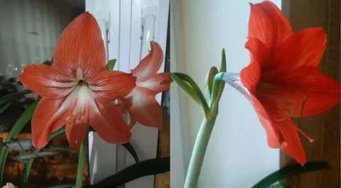 Продажа луковичек гиппеаструма - Самокаты в Уфа