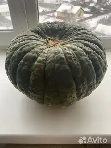 Продажа семян редкого сорта тыквы Изумрудная - Сад и огород (Хобби и отдых) в Уфа