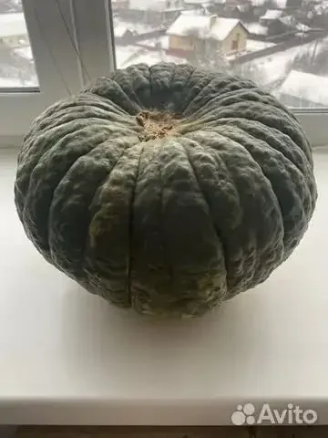 Продажа семян редкого сорта тыквы Изумрудная - Кальяны и аксессуары в Уфа