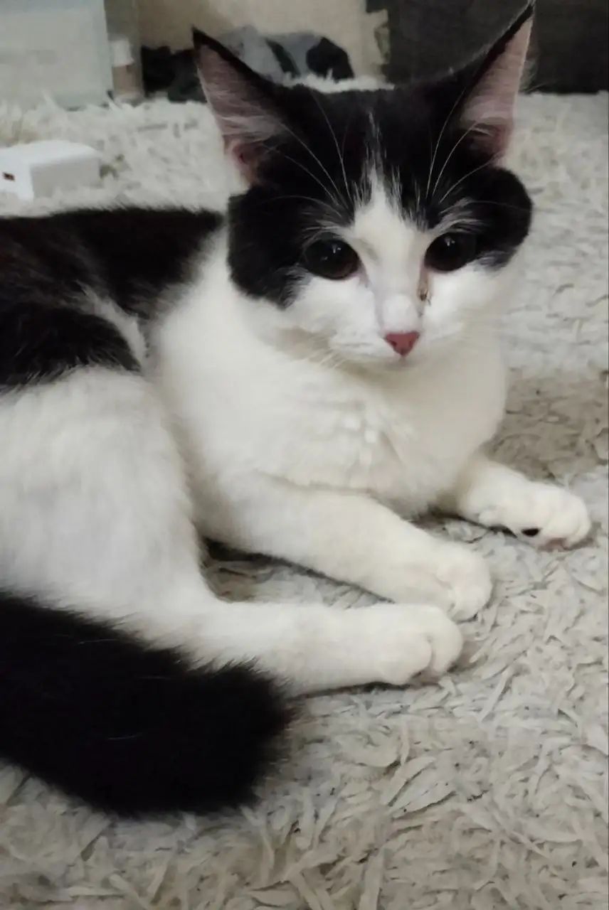 Срочный пристрой котенка в добрые руки - Кошки (Животные) в Уфа