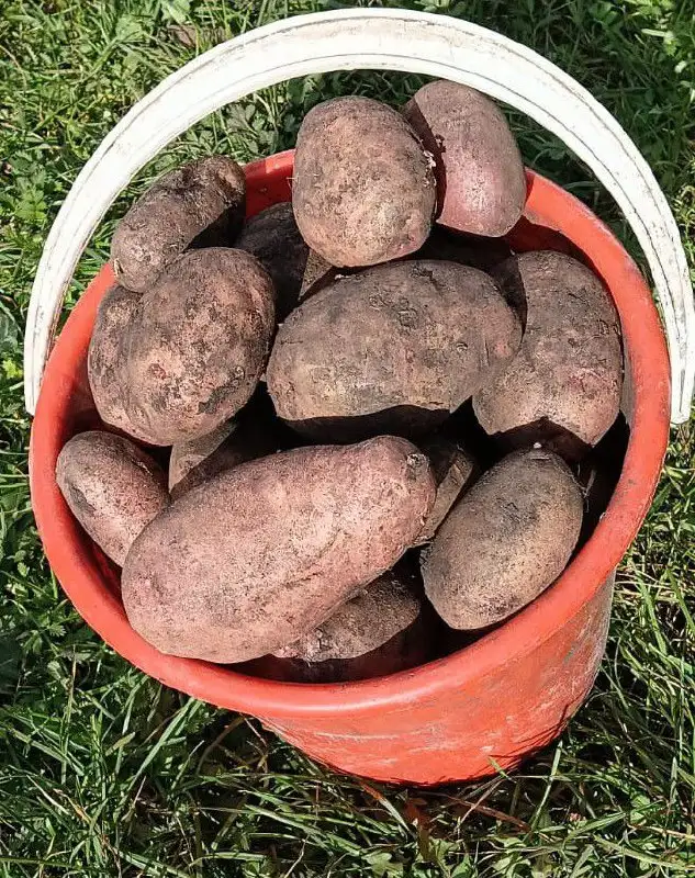 Картофель с погреба, Кигинский район - Продукты питания (Барахолка) в Уфа